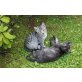 noch offen, Bergkatze - Katze