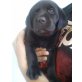 noch ohne Name, Labrador Retriever Welpen - Hündin