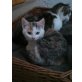 noch ohne Namen, Hauskatze - Katze