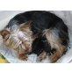 noch ohne Namen, Yorkshire Terrier Welpen - Rüde