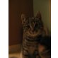 nochkeinname, Hauskatze getigert - Katze