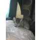 normal - Katze