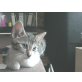 normal - Katze