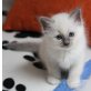 o.A., Heilige Birma - Katze