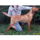 örvendetes Öröksék, Magyar Vizsla - Rüde
