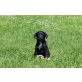 Österreichische Pinscher - Labrador Welpen Welpen - Hündin