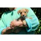 Österreichische Pinscher - Zwergschnauzer Mix Welpen - Rüde