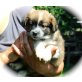 Österreichischer Pinscher - Sheltie Mix Welpe Welpen - Hündin