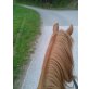Österreichisches Warmblut - Wallach