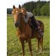 Österreichisches Warmblut - Wallach