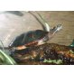 Östliche Zierschildkröte