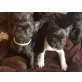 of Dreamingstar, Französische Bulldogge Welpen - Rüde
