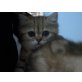 ...... of danube valley, Britisch Kurzhaarkatze - Kater