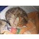 ... of danube valley, Exotisch Kurzhaar - Kater