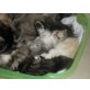 ... of danube valley, Perser - Kater