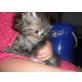 ... of danube valley, Perser - Kater