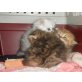 ... of danube valley, Perser - Kater