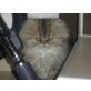 .... of danube valley, Perser - Kater