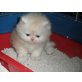 ...of danube valley, Perser - Katze