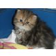 ..of danube valley, Perser - Katze