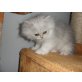 .... of danube valley, Perser - Katze