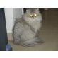 of danube valley, Perser - Katze