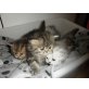 ... of danube vally, Perser - Kater