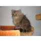... of danube vally, Perser - Kater