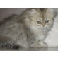 ...of sanube valley, Perser - Kater
