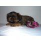 of sweet little lions, Shih Tzu Welpen - Rüde