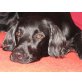... of trusting Flats, Flat Coated Retriever Welpen - Rüde