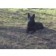 ohne, Altdeutsche Schäferhunde Welpen - Rüde