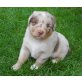 ohne, Australian Shepherd Dog Welpen - Rüde