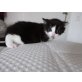 ohne, Europäische Kurzhaar - Katze