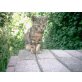 ohne, Hauskatze - Katze