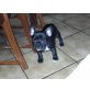 ohne Name, Französische Bulldogge - Rüde