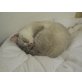 ohne Namen 4628, Siam-Mix - Kater