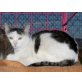 ohne Namen 5706, EKH - Kater