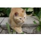 ohne Namen, rotes Bauernhofkaterchen - Kater