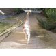 ohne namen 4620, Siam-Mix - Kater