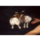 old englishe bulldogge mit boxer mix Welpen - Rüde