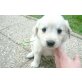 olden Retriever x Labrador Mädel Welpen - Hündin