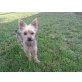 oscar, Yorkshire Terrier - Rüde