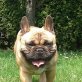 pLAYBOY, Französische Bulldogge - Rüde