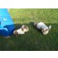 pauli, Shih Tzu - Rüde