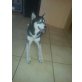 paya, husky - Rüde
