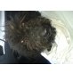 peanut, Puli Mädchen Welpen - Hündin