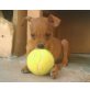 perito, Zwergpinscher - Rüde