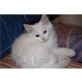 persain Kätzchen bereit - Kater