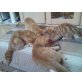 perser - Katze